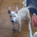 Bull Terriers/Yorkshire!!!!!!!!!!!